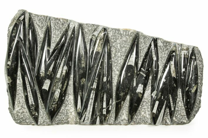 Polished Fossil Orthoceras (Cephalopod) Plate - Morocco #372679